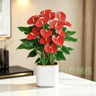 自然绿植花卉基地抖音达人头像