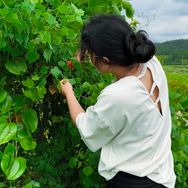 田园植说抖音达人头像