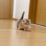 iu米努特矮脚猫抖音达人头像