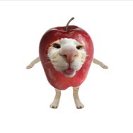 苹果猫meme日记抖音达人头像