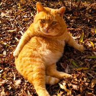 猫咪叫不苦抖音达人头像