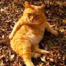 猫咪叫不苦抖音达人头像