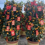 绮梦小雯园艺绿植抖音号头像