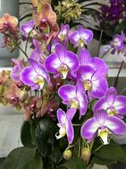 植本记园艺抖音达人头像