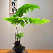 岚心慧园抖音达人头像