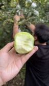 雅帅农业抖音达人头像