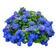 小老虎花卉抖音达人头像