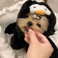 六角星^抖音达人头像