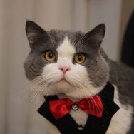 煤球🐱麻麻抖音达人头像