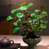 万人爱花卉抖音号头像