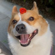 李四真的皮抖音达人头像