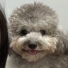 本华是个反骨仔抖音达人头像