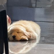 小斗莱特抖音达人头像