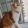 橘猫布丁抖音达人头像