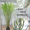 艺总花卉抖音达人头像