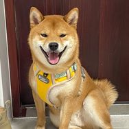 柴犬十七抖音达人头像