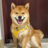 柴犬十七抖音达人头像