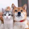 猫狗日记~杨老师抖音达人头像