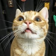 QQ猫抖音达人头像