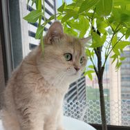 老姚家有好多猫抖音达人头像