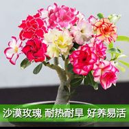 小晴天沙漠玫瑰抖音达人头像