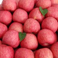 陕西洛川红富士苹果种植基地抖音号头像