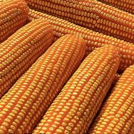 强硕68工厂店抖音号头像