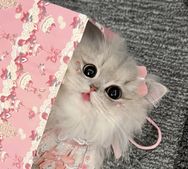 十七的猫抖音达人头像