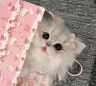 十七的猫抖音达人头像