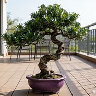 诗文盆景抖音达人头像
