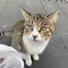 网易猫粮狗粮（大琦来咯）抖音达人头像