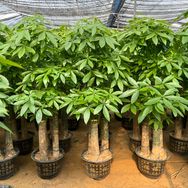 芊言盆栽种植基地抖音达人头像