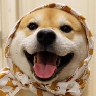 柴犬宝宝养殖抖音达人头像