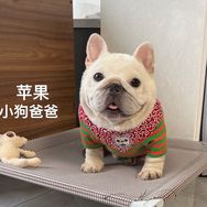 大凯家的法斗抖音达人头像