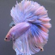 阿布水族抖音达人头像