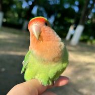 太阳鹦鹉🦜抖音达人头像