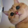 他的猫抖音达人头像