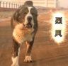 烈风猛犬抖音达人头像