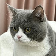 锦鲤是只猫（猫砂）抖音达人头像