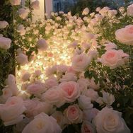 花开富贵。抖音达人头像