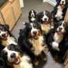 答案伯恩山犬舍抖音达人头像