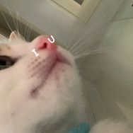 小猫喵喵喵抖音达人头像