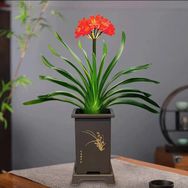 花开四季园艺抖音达人头像