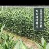 柳柳绿植花卉抖音达人头像