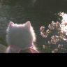 瑶瑶瑶抖音达人头像