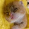 爱猫的大壮抖音达人头像