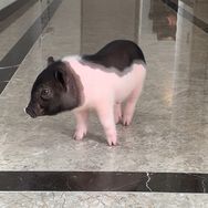 胖哥哥抖音达人头像