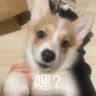 干饭狗四月抖音达人头像