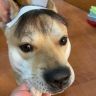 蓝风抖音达人头像