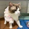 小峰布偶猫抖音达人头像